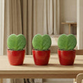 Sweetheart Plant Set Hoya Kerrii 3er Set – herzförmige Sukkulente im roten Keramiktopf Ø6cm – Höhe ca.6cm