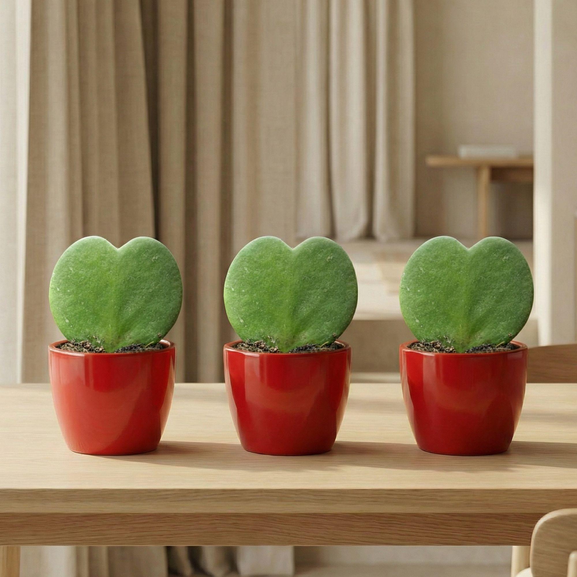 Sweetheart Plant Set Hoya Kerrii 3er Set – herzförmige Sukkulente im roten Keramiktopf Ø6cm – Höhe ca.6cm