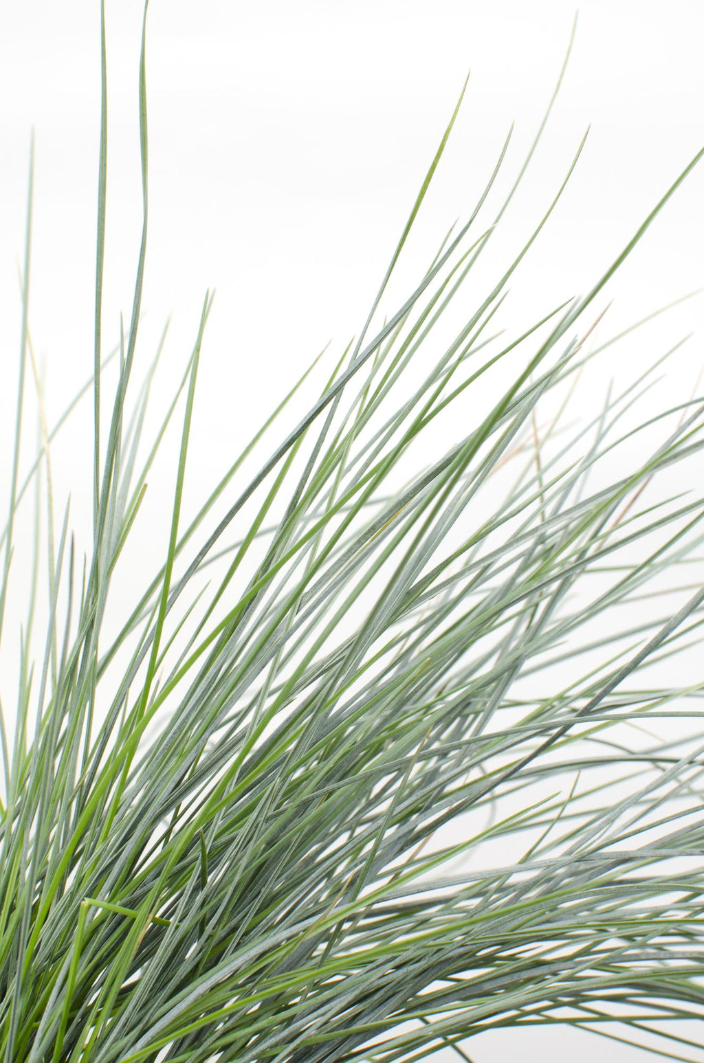 Blauschwingel Festuca glauca Azura Blue Ø14cm – Höhe ca.30cm – silberblaues Ziergras winterhart & immergrün – Plant