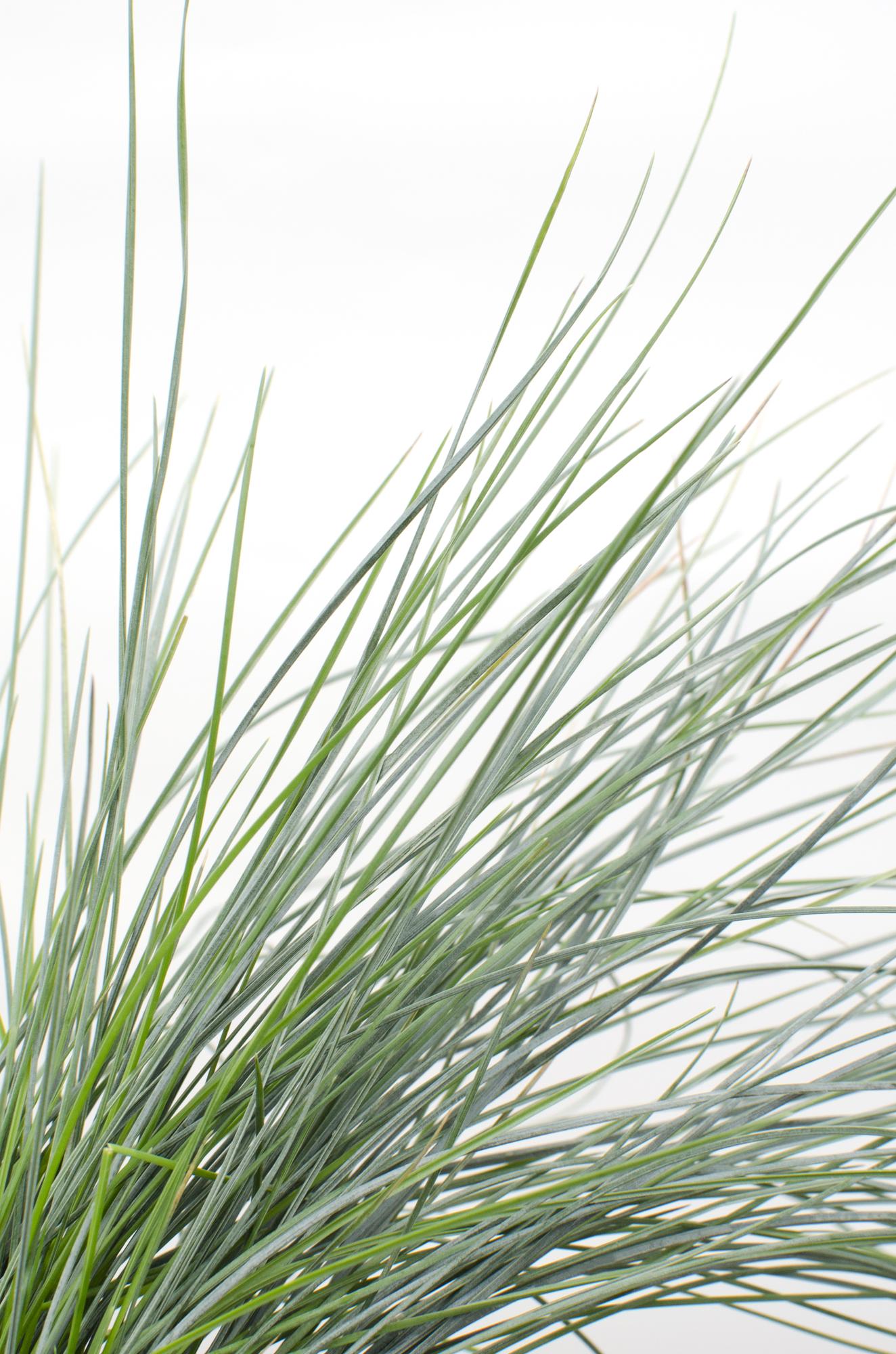 Blauschwingel Festuca glauca Azura Blue Ø14cm – Höhe ca.30cm – silberblaues Ziergras winterhart & immergrün – Plant