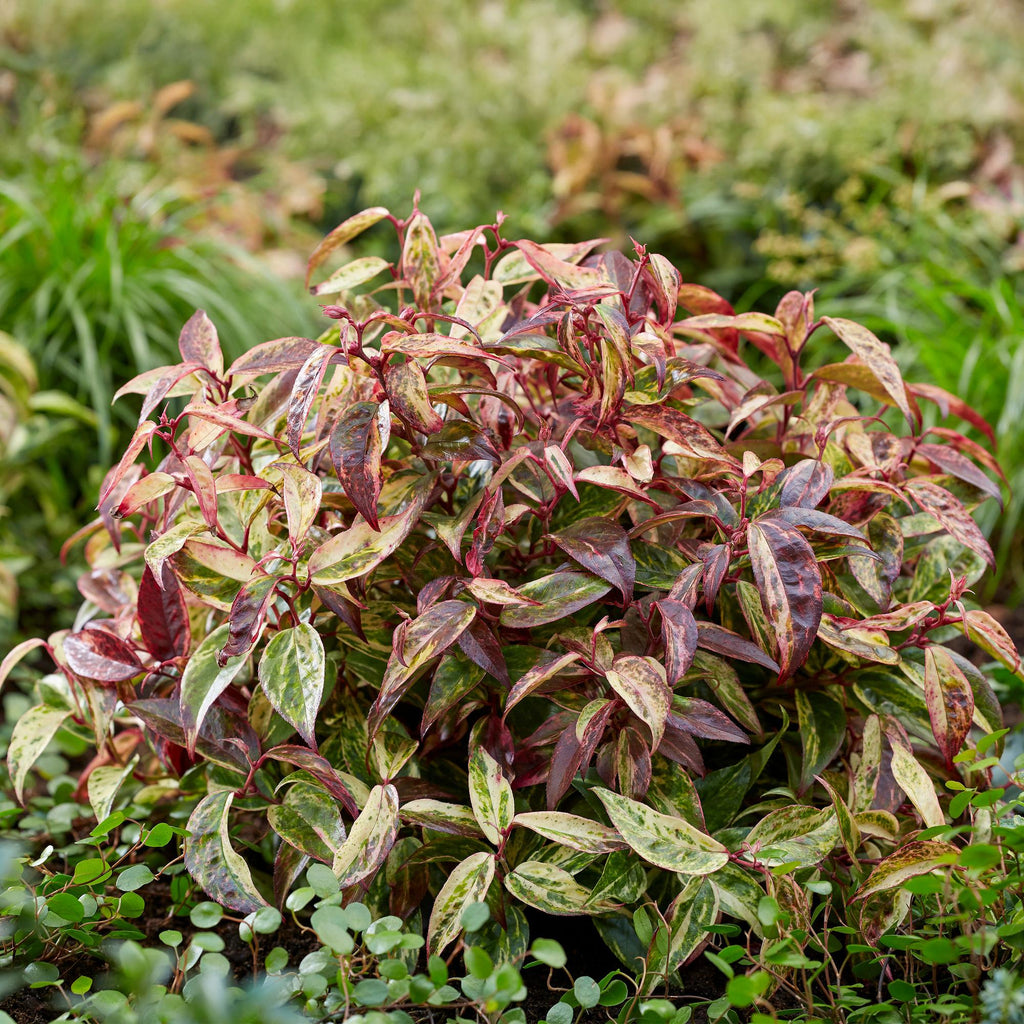 Traubenheide Leucothoe Makijaz – 17cm Höhe ca.45cm – Immergrün & farbintensiv – Braun – grünes Laub – Pflegeleichter dekorativer Zierstrauch – Plant