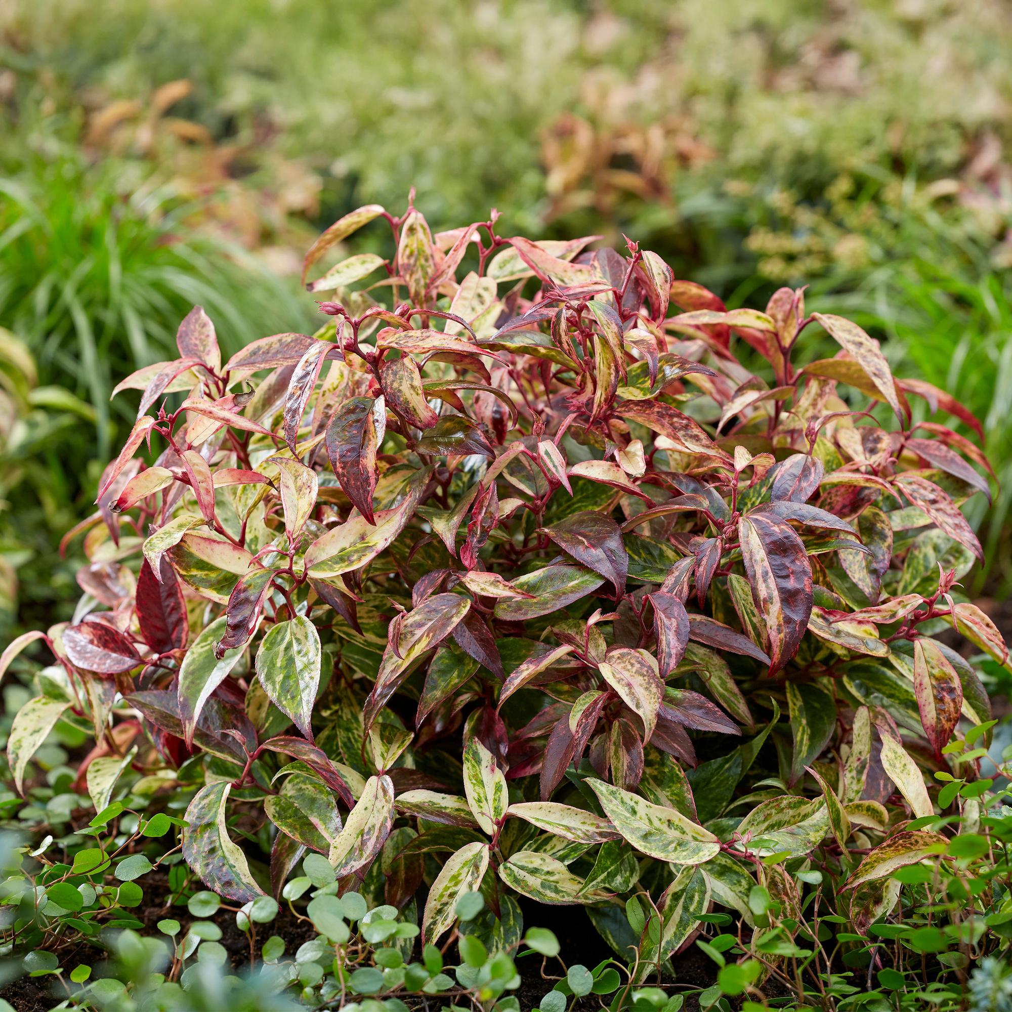 Traubenheide Leucothoe Makijaz – 17cm Höhe ca.45cm – Immergrün & farbintensiv – Braun – grünes Laub – Pflegeleichter dekorativer Zierstrauch – Plant