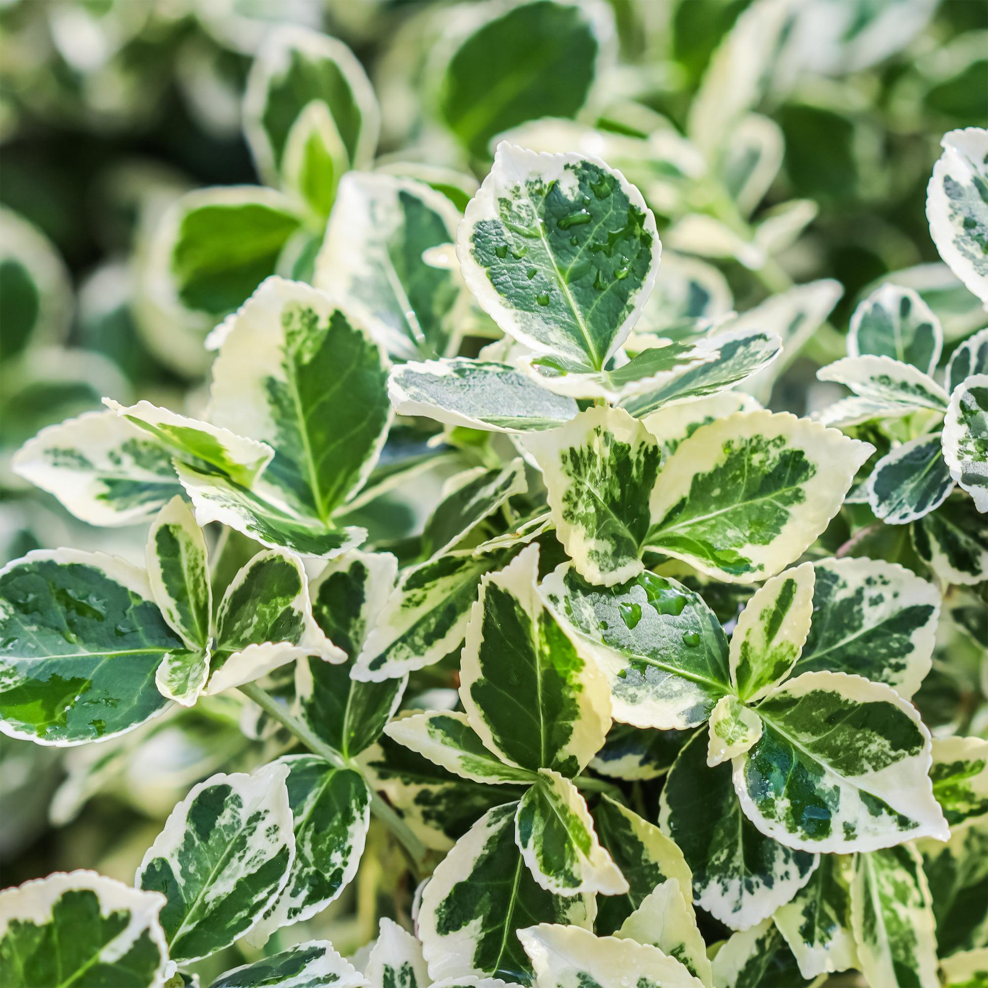 Euonymus fortunei ‘Emerald Gaiety’ – Stamm – Pflanze – Immergrün & winterhart – für Terrasse, Balkon & Garten – pflegeleicht – Ø19cm – Höhe ca. 90cm – Plant