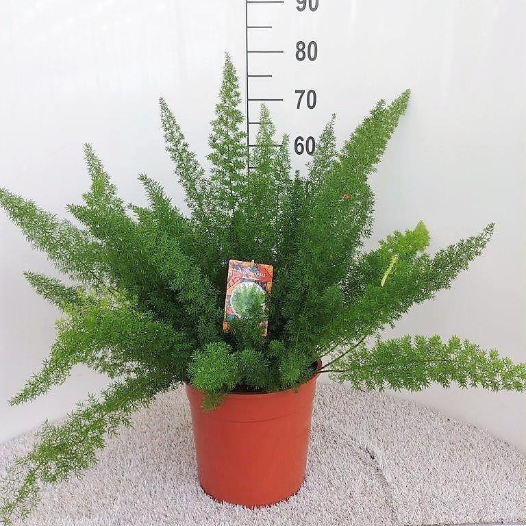 Spargelfarn – Asparagus Densiflorus 'Meyeri' – Zimmerpflanze – Luftreinigend – Ø27cm – ↕60cm – Pflegeleicht & dekorativ – Ideal für Halbschatten – Plant
