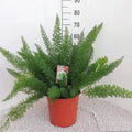 Spargelfarn – Asparagus Densiflorus 'Meyeri' – Zimmerpflanze – Luftreinigend – Ø27cm – ↕60cm – Pflegeleicht & dekorativ – Ideal für Halbschatten – Plant