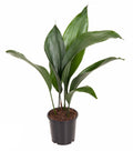 Schusterpalme Aspidistra elatior – Zimmerpflanze Ø13cm – ca. 50cm hoch – Pflegeleichte Grünpflanze für Wohnzimmer & Büro – Immergrün & robust – Plant