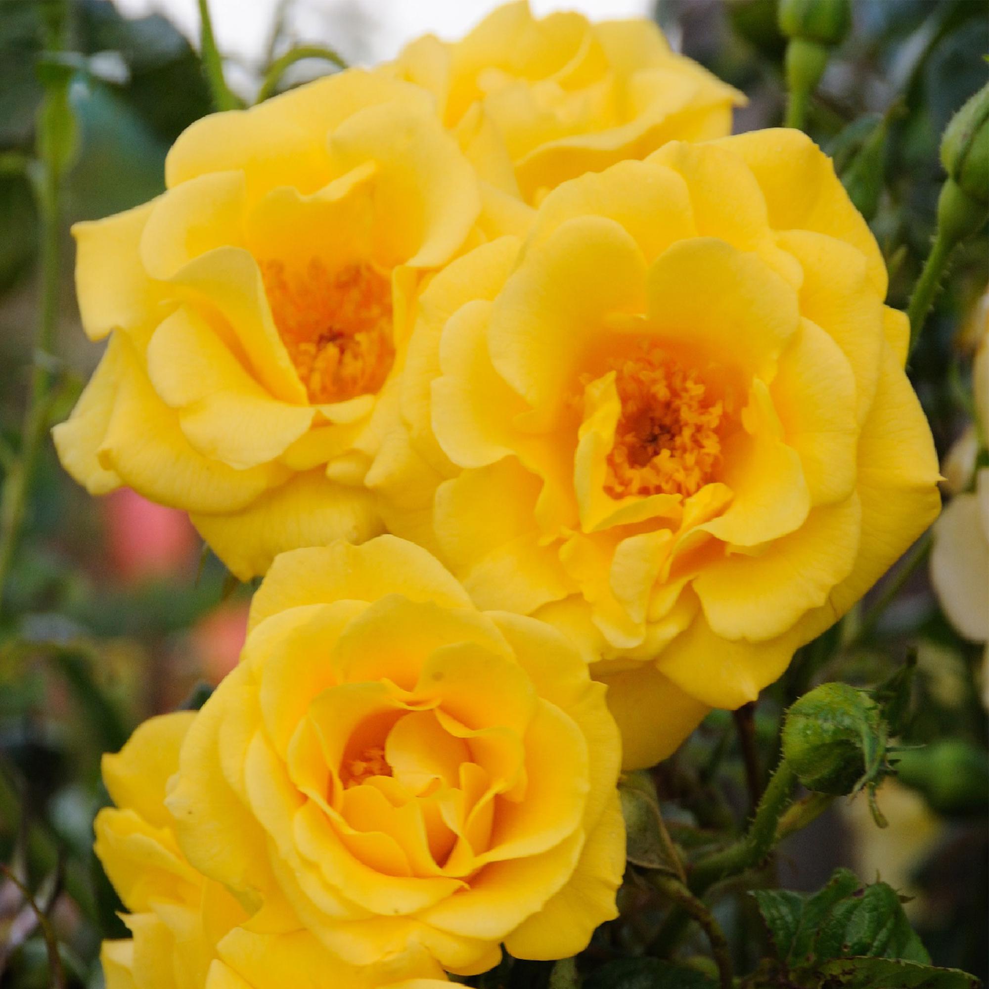 Kletterrose Rosa Spring Queen – Gelb – Pflegeleicht – 2 Pflanzen – 11cm x H40cm – Duftende Rosen für Garten, Balkon & Terrasse – Plant