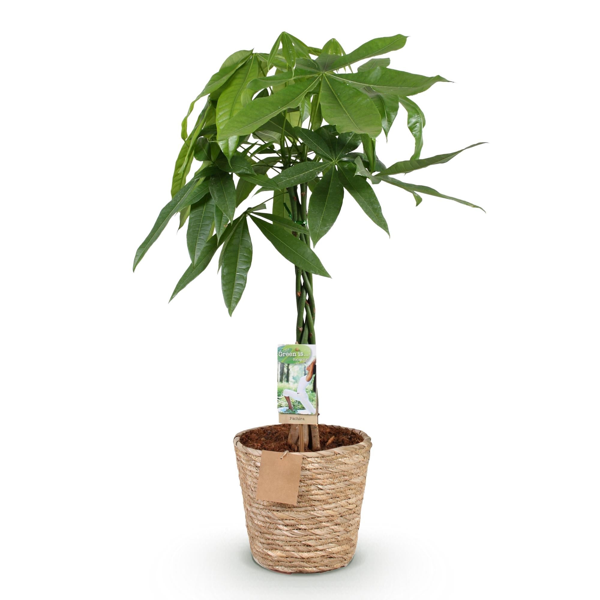 Pachira Aquatica mit geflochtenem Stamm – 80-90cm – 21cm – Inklusive Korb – Pflegeleichter Geldbaum – Luftreinigende Grünpflanze – Plant