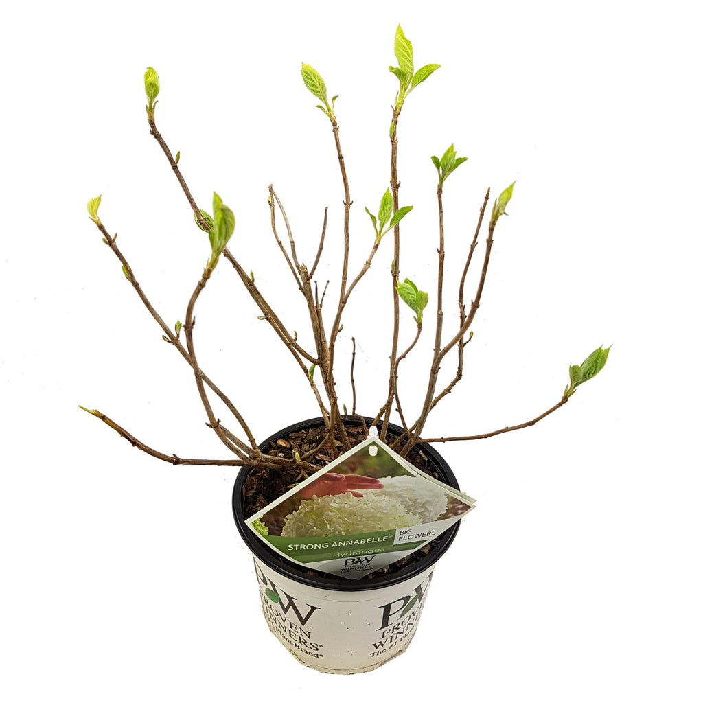 Hortensie – Hydrangea arborescens 'Strong Annabelle' – Ø19cm ↕30cm – Winterharte Gartenpflanze mit großen weißen Blüten – Plant