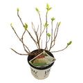 Hortensie – Hydrangea arborescens 'Strong Annabelle' – Ø19cm ↕30cm – Winterharte Gartenpflanze mit großen weißen Blüten – Plant