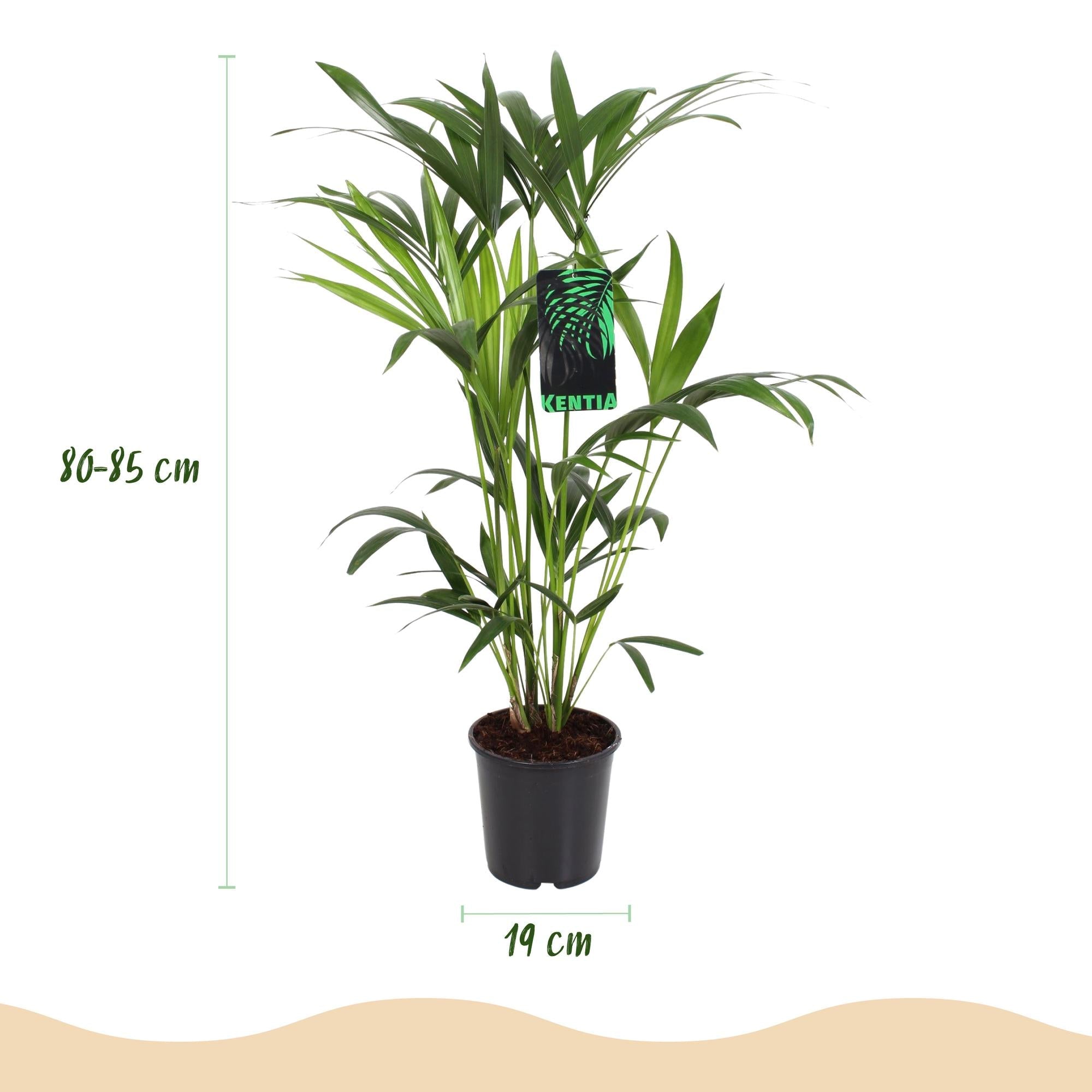 Howea Forsteriana Kentia Palme Zimmerpflanze inkl. Naturkorb