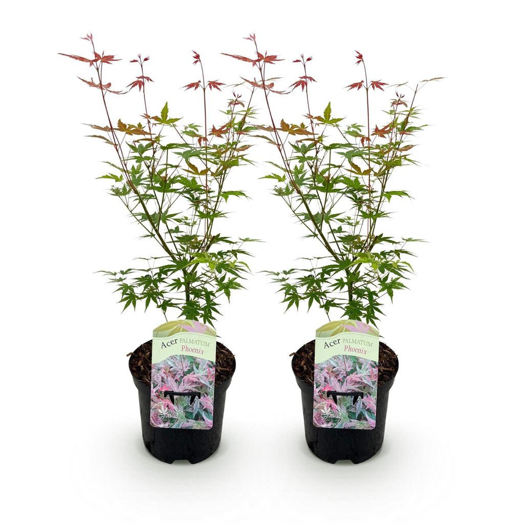 Japanischer Ahorn – Acer palmatum 'Phoenix' – 2 Pflanzen – 70cm hoch – Ø19cm – leuchtend rot – orange – Balkon – & Gartenpflanze – Plant