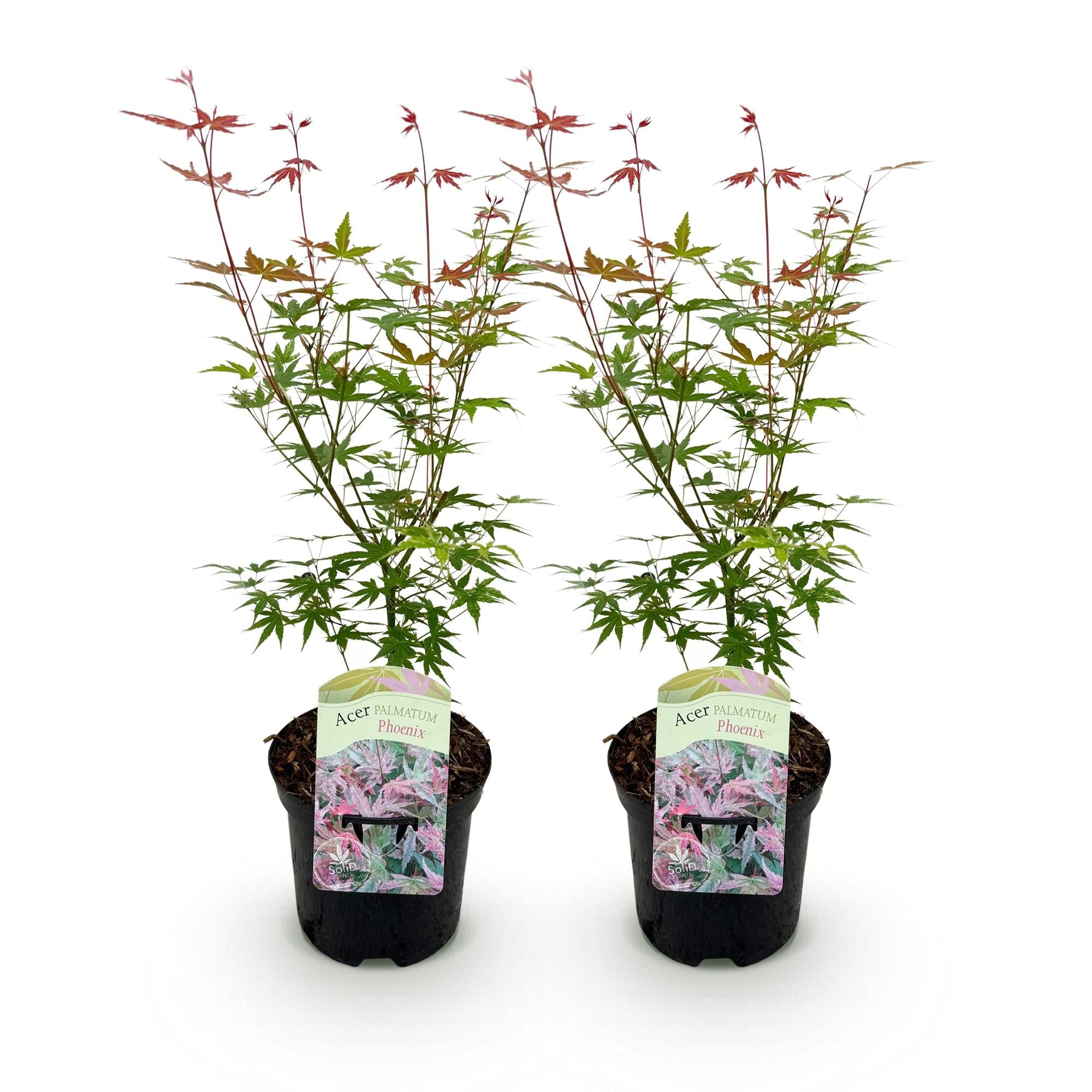 Japanischer Ahorn – Acer palmatum 'Phoenix' – 2 Pflanzen – 70cm hoch – Ø19cm – leuchtend rot – orange – Balkon – & Gartenpflanze – Plant