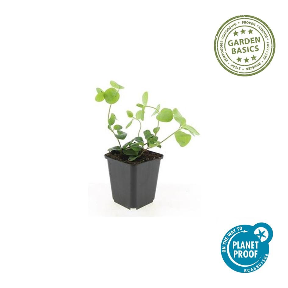 Großes Immergrün Vinca major – ↕10-25cm – Ø9cm – Immergrüner Bodendecker mit violett – blauen Blüten – Plant