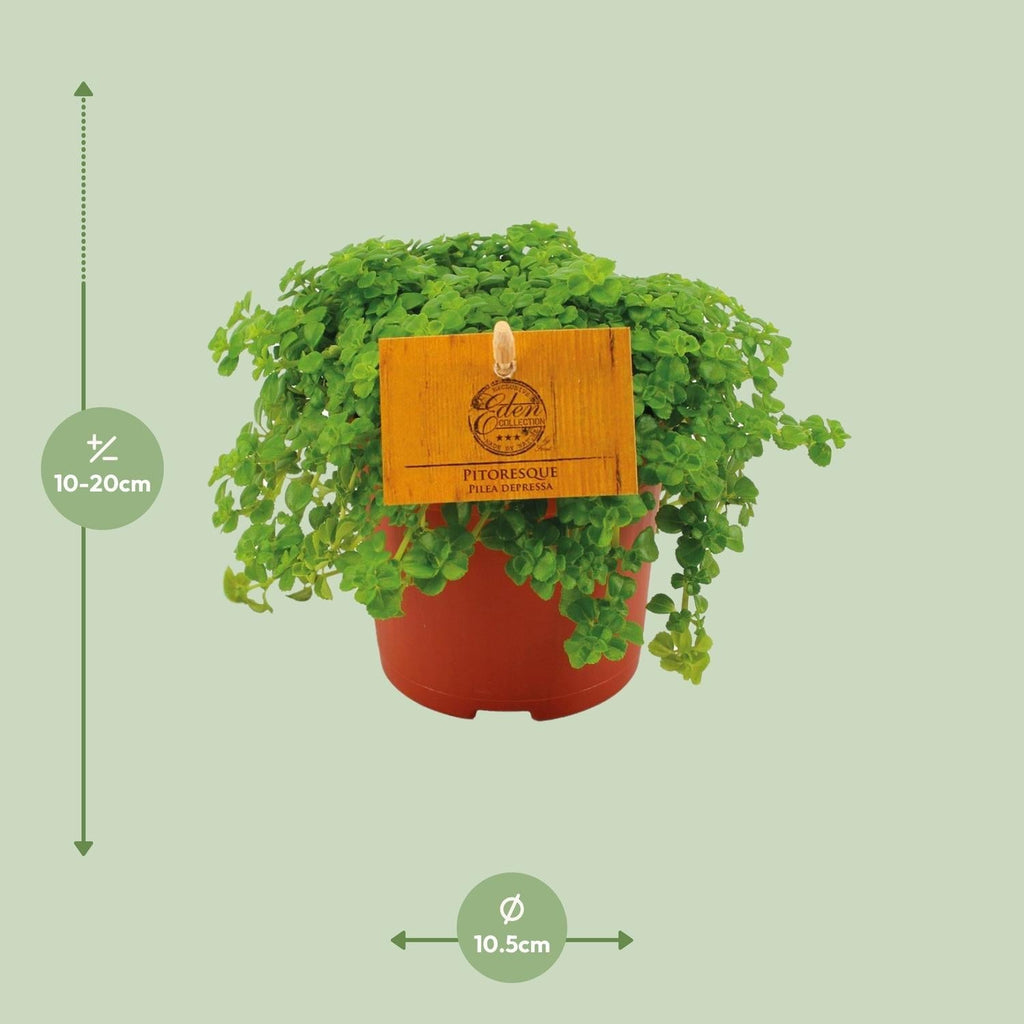 Kanonierblume – Pilea depressa – Ø10,5cm – ↕15cm – Zimmerpflanze – Pflegeleicht & luftreinigend – Kompakte Grünpflanze für Innenräume – Plant