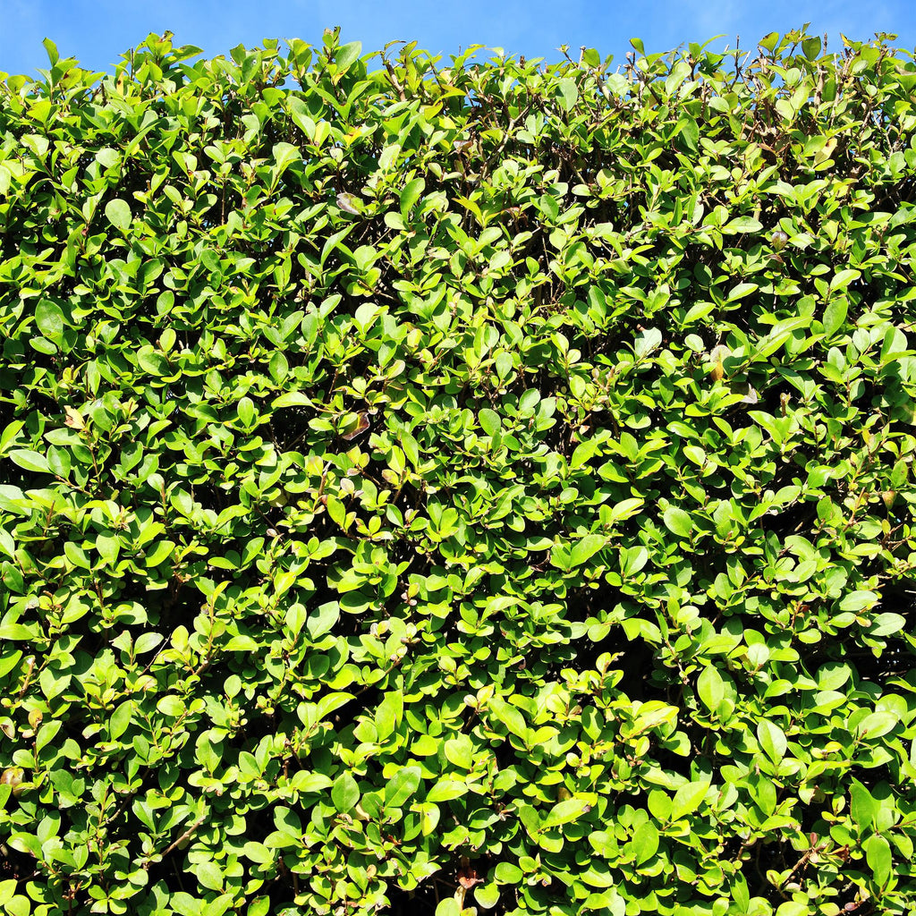 Ovalblättriger Liguster Ligustrum ovalifolium – Immergrün – Heckenpflanze – Blatt Grün – 6 Pflanzen – 1m laufend – Pflegeleicht – 17cm Höhe 55cm – Plant