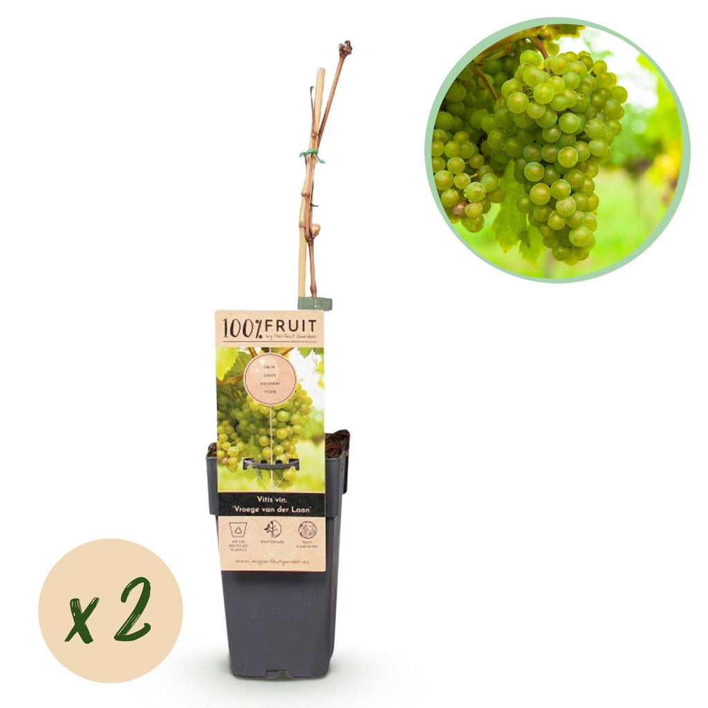 Weinrebe Vitis vinifera Frühzeit von der Laan – Weiße Traube – 2 Pflanzen – Obstpflanze – 15cm – Höhe 50cm – Plant