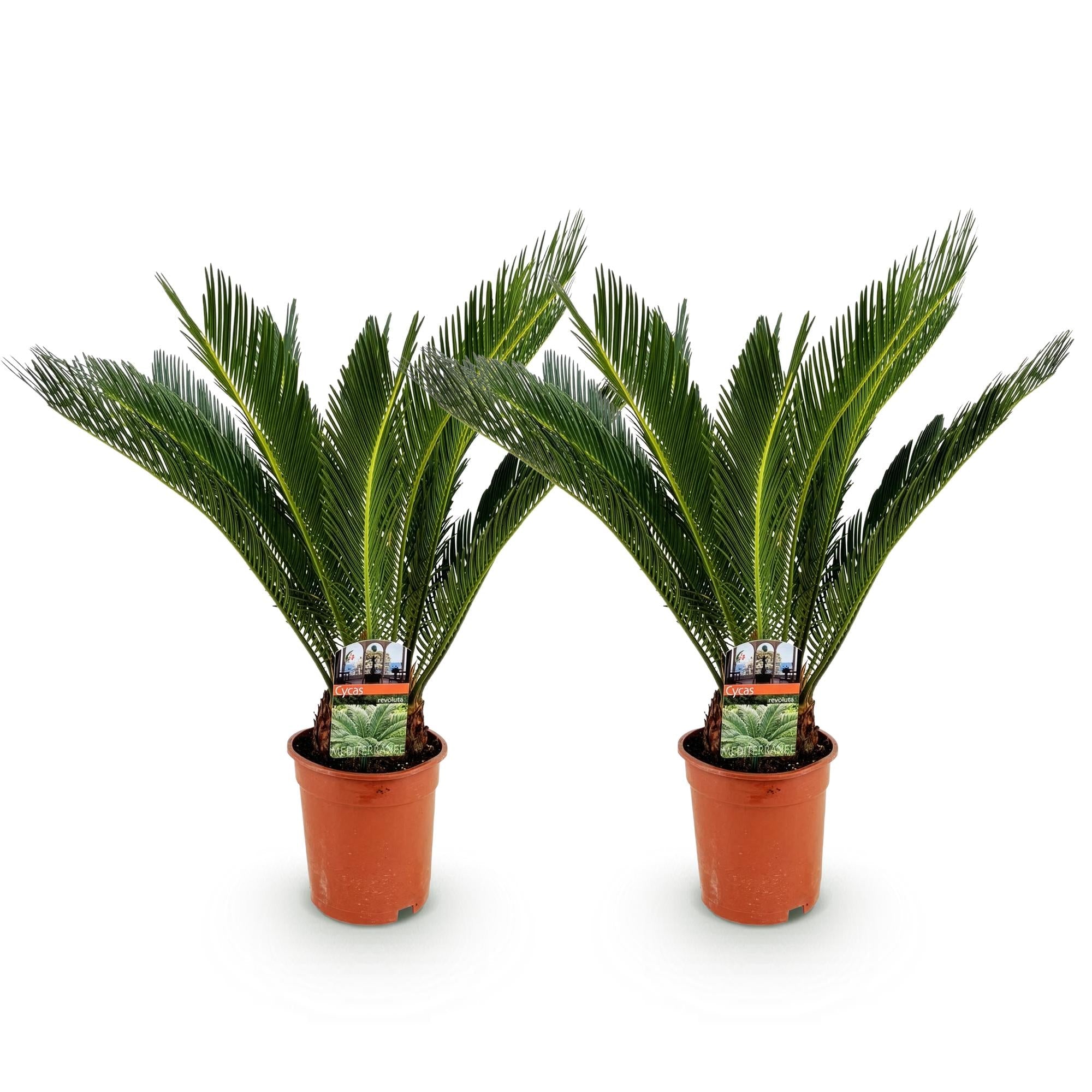 Cycas Revoluta – Palmfarn – 70cm – 17cm – 2 Pflanzen – Pflegeleichte Sago – Palmen im Doppelset – Robuste Zimmerpflanzen mit fiederförmigen Blättern