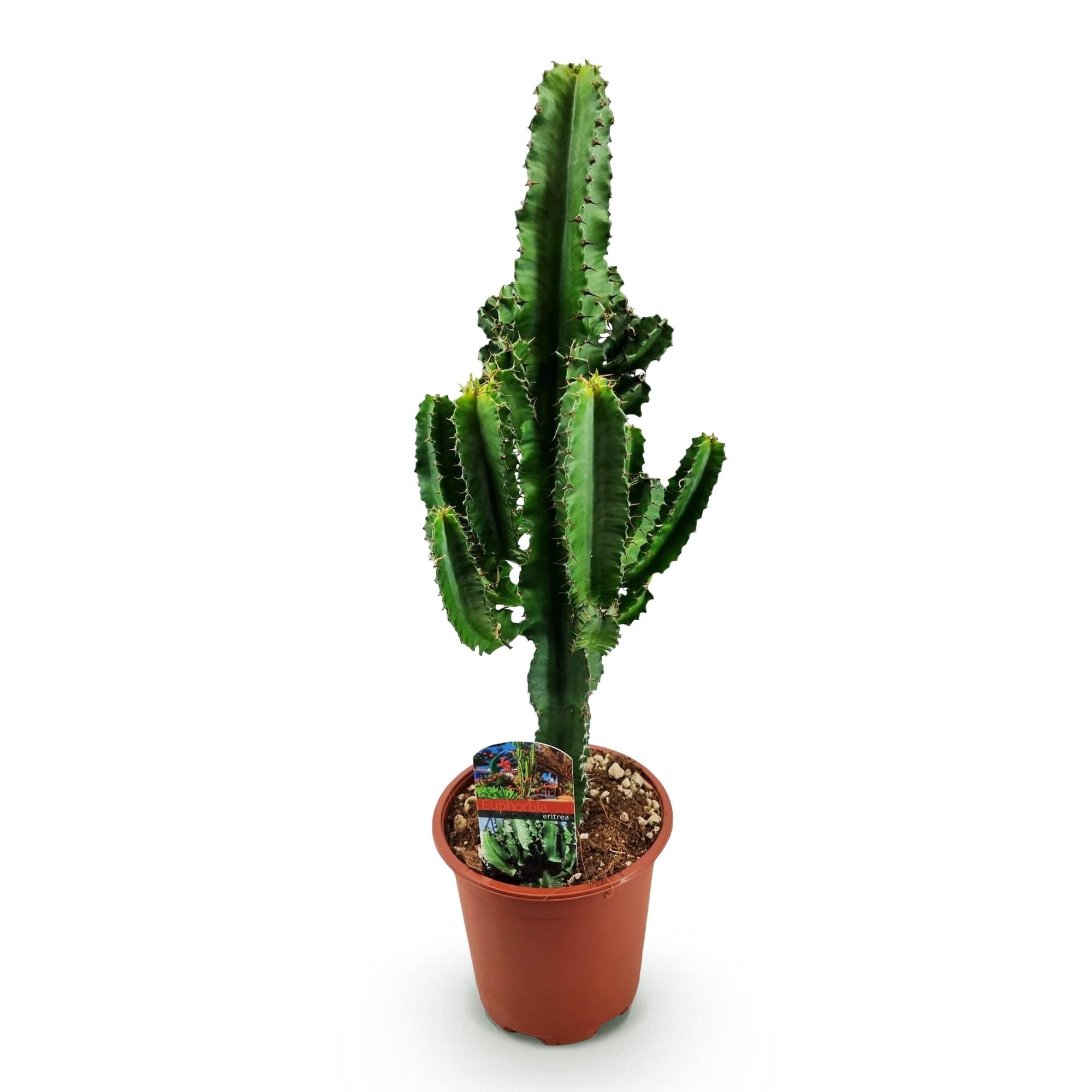 Euphorbia eritrea – Afrikanischer Milchbaum – 60cm – 17cm – Pflegeleichter Wolfsmilchkaktus in kräftigem Grün – Plant