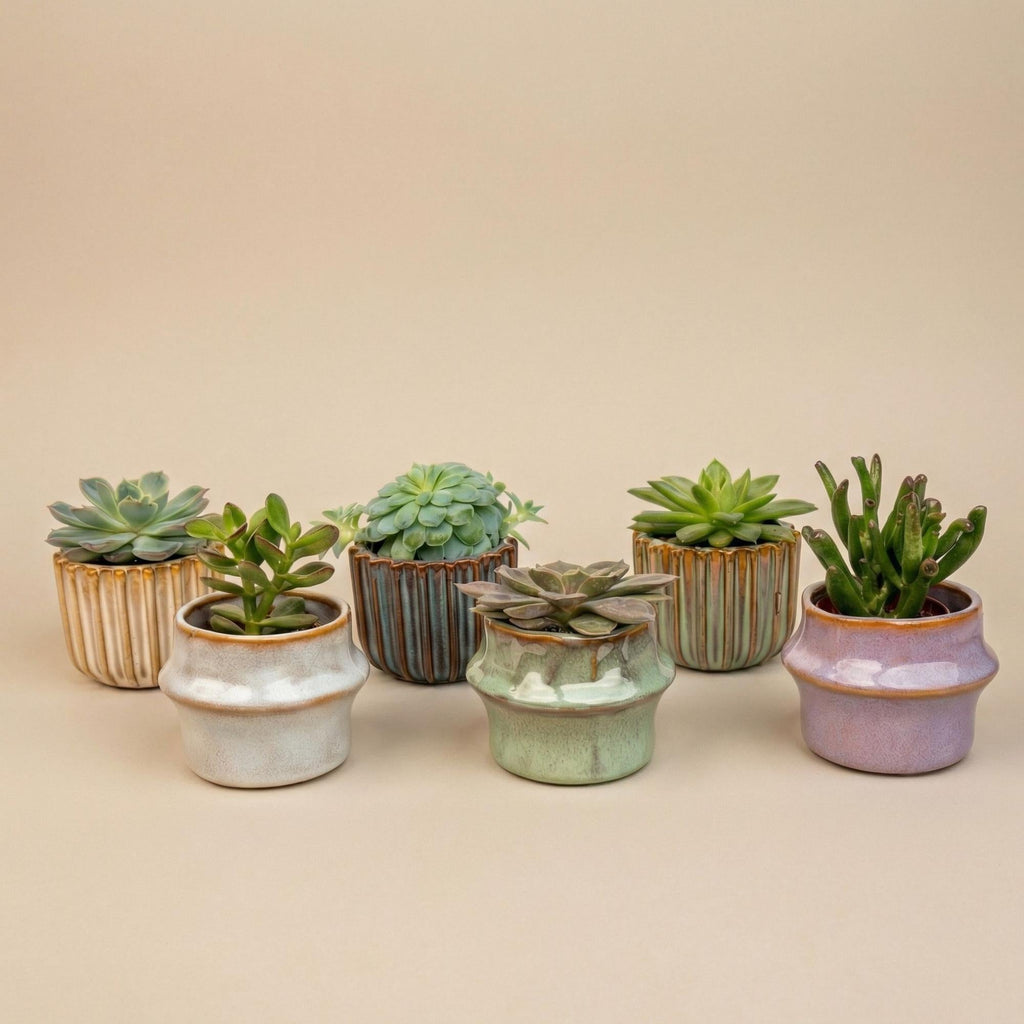 Sukkulenten – Set 6 Stück mit Keramiktöpfen – Mini Sukkulenten 8-12cm – Barcelona Design Töpfe Ø7,2cm – pflegeleichte Zimmerpflanzen Deko – Plant