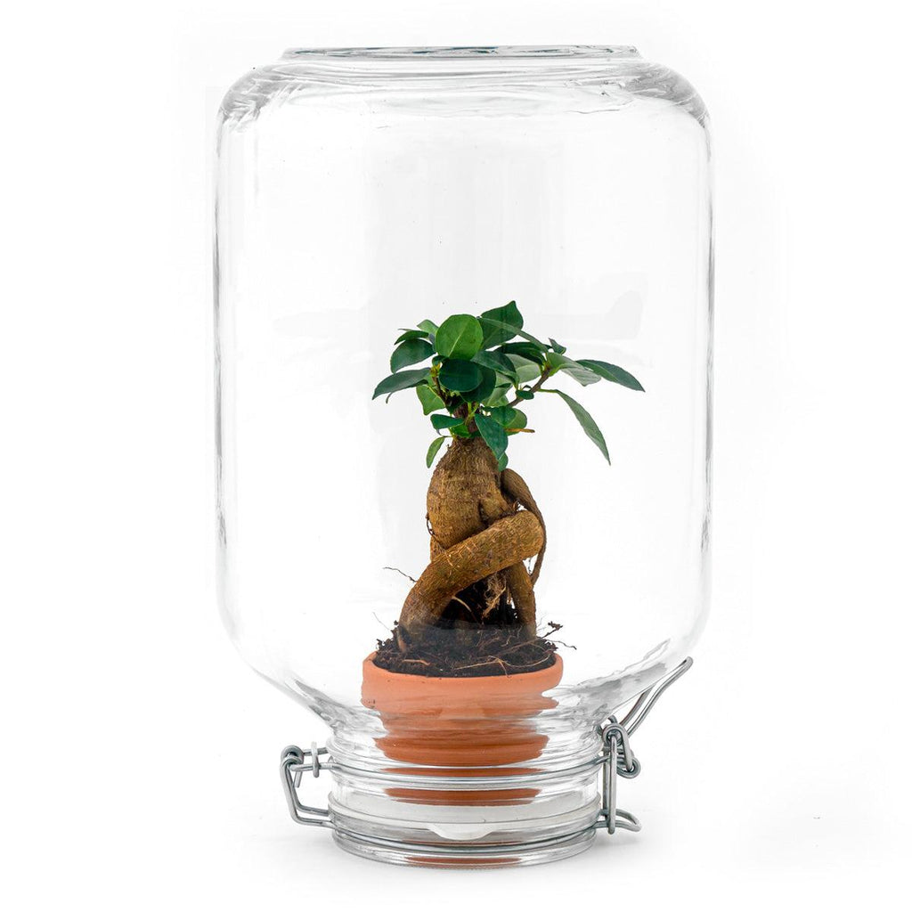 Flaschengarten Easyplant – Terrarium mit Ficus Ginseng Bonsai – Selbstbewässernde Zimmerpflanze im italienischen Einmachglas