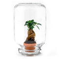 Flaschengarten Easyplant – Terrarium mit Ficus Ginseng Bonsai – Selbstbewässernde Zimmerpflanze im italienischen Einmachglas