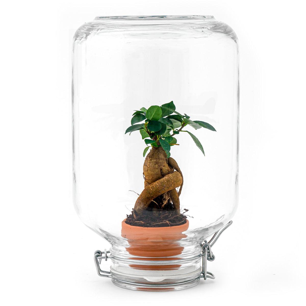 Flaschengarten Easyplant – Terrarium mit Ficus Ginseng Bonsai – Selbstbewässernde Zimmerpflanze im italienischen Einmachglas