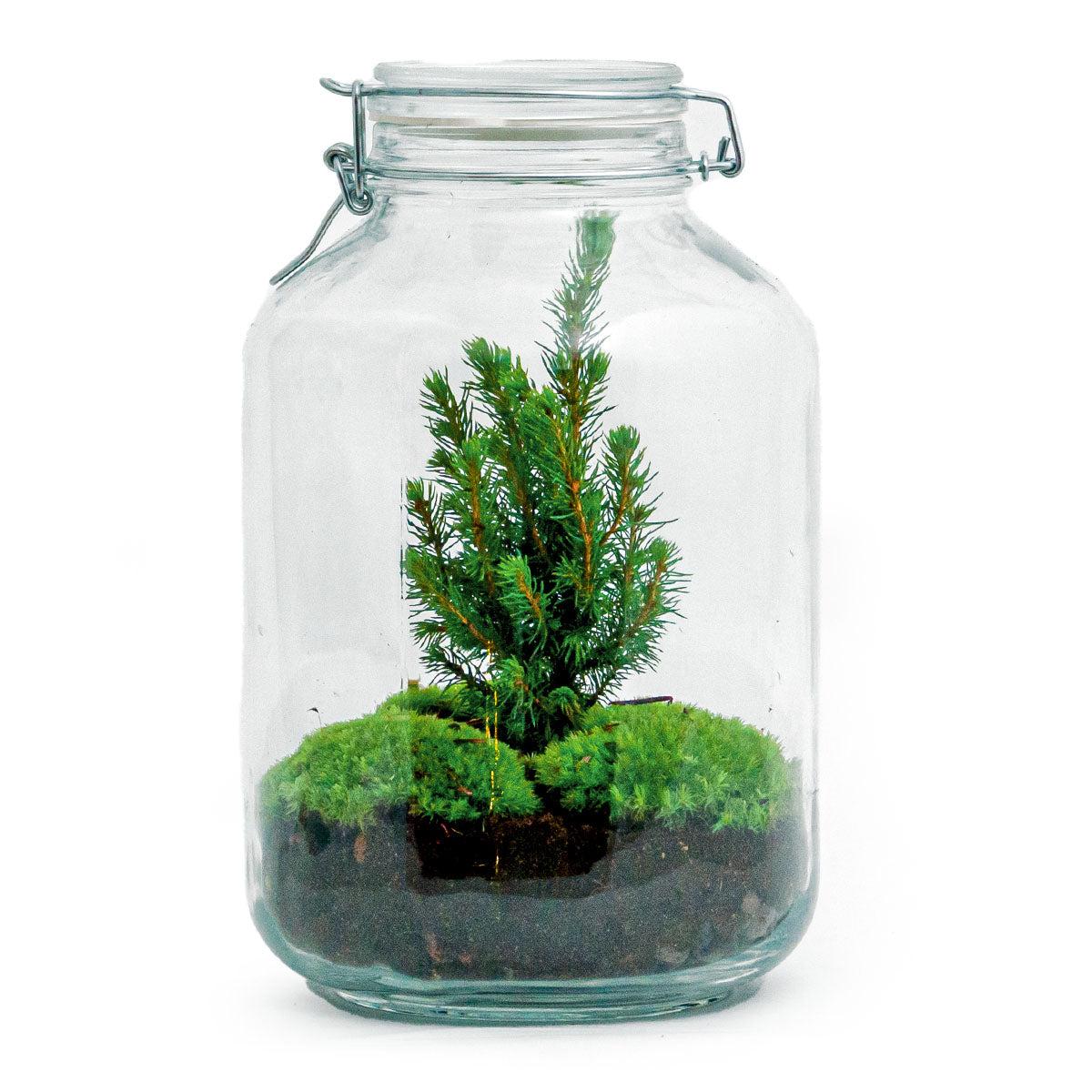 Flaschengarten Christmas – DIY Bausatz Terrarium – ↕28cm – Do – It – Yourself Weihnachts – Terrarium – Mit Mini – Weihnachtsbaum & Moos – Plant
