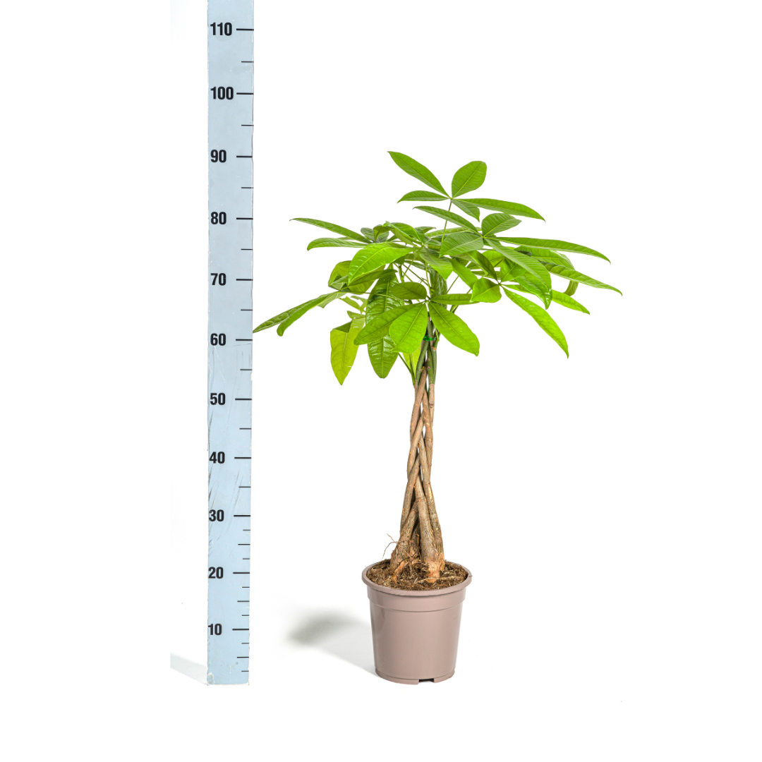 Glückskastanie Pachira Aquatica – Zimmerpflanze – Ø19cm – 70-90cm hoch – Geflochtener Stamm – Exotisch & pflegeleicht – Plant