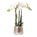 Weiße Phalaenopsis Orchidee Amabilis – 2-3 Zweige – Luxus – Ziertopf Silber Ø9cm – Höhe 40cm – Blühende Zimmerpflanze – Frisch vom Züchter – Plant
