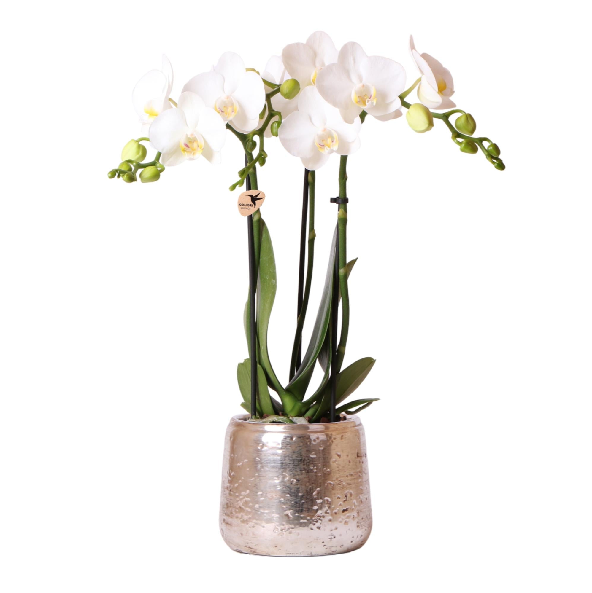 Weiße Phalaenopsis Orchidee Amabilis – 2-3 Zweige – Luxus – Ziertopf Silber Ø9cm – Höhe 40cm – Blühende Zimmerpflanze – Frisch vom Züchter – Plant