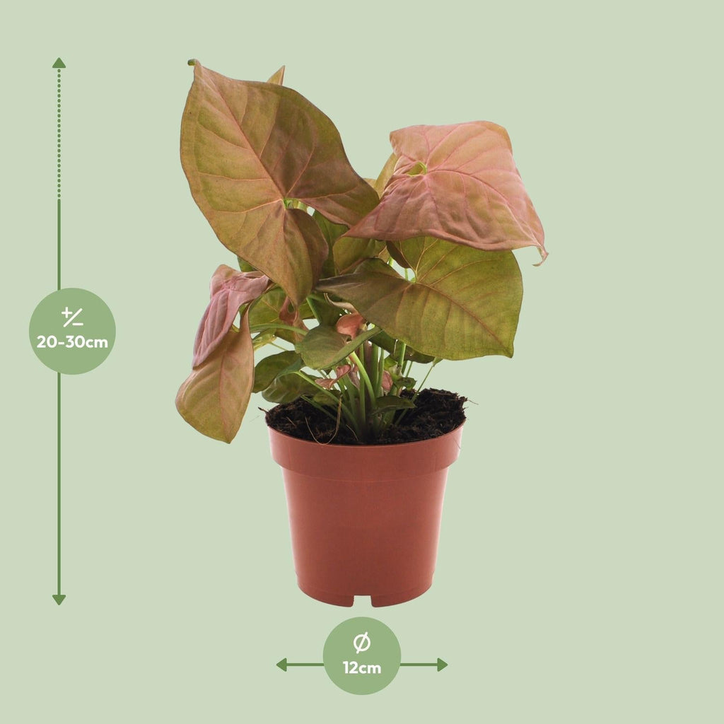 Purpurtute – Syngonium Neon – Pfeilspitzengewächs – Zimmerpflanze – Ø12 cm – ↕25 cm – Halbschatten – Pflegeleicht – Dekorativ – Plant