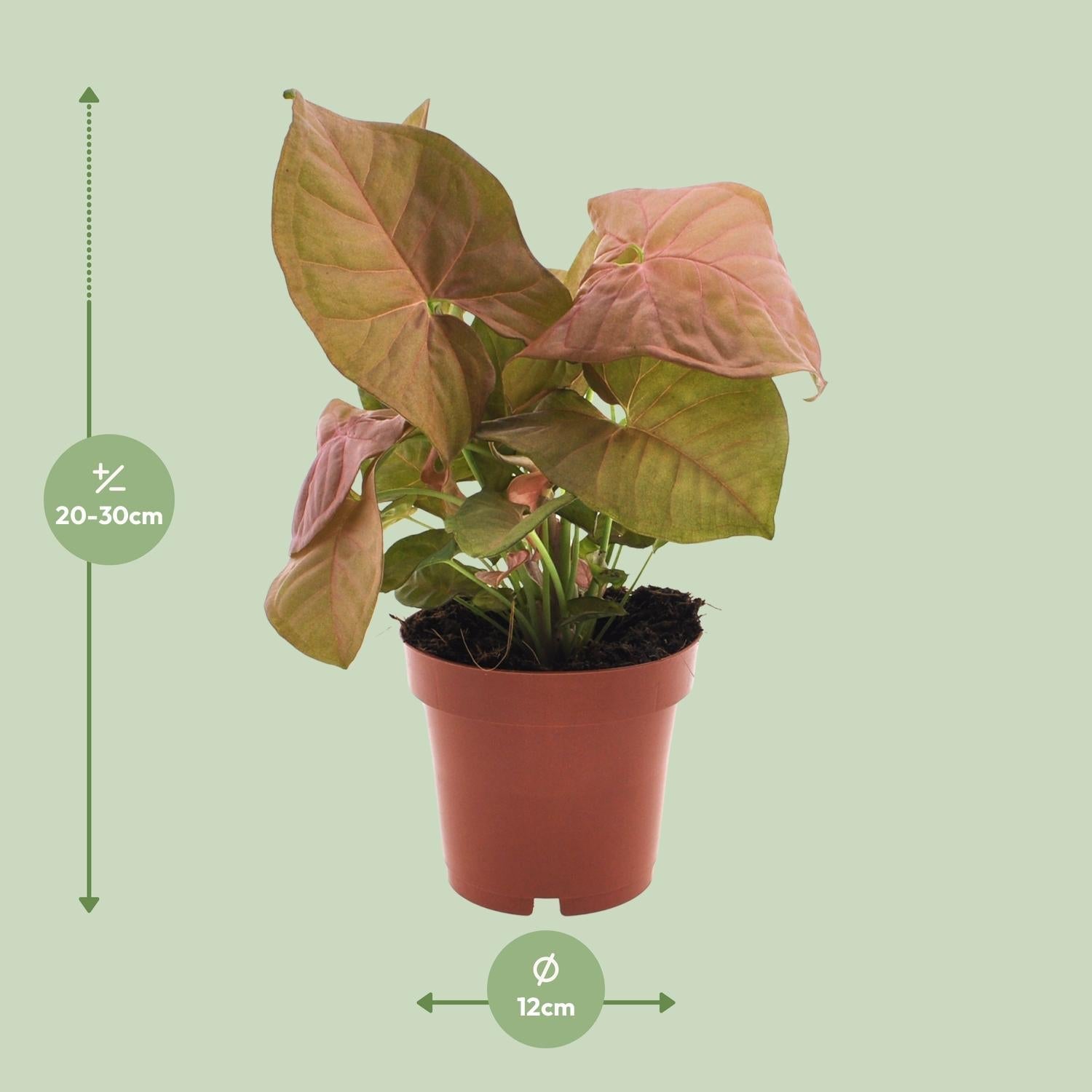 Purpurtute – Syngonium Neon – Pfeilspitzengewächs – Zimmerpflanze – Ø12 cm – ↕25 cm – Halbschatten – Pflegeleicht – Dekorativ – Plant