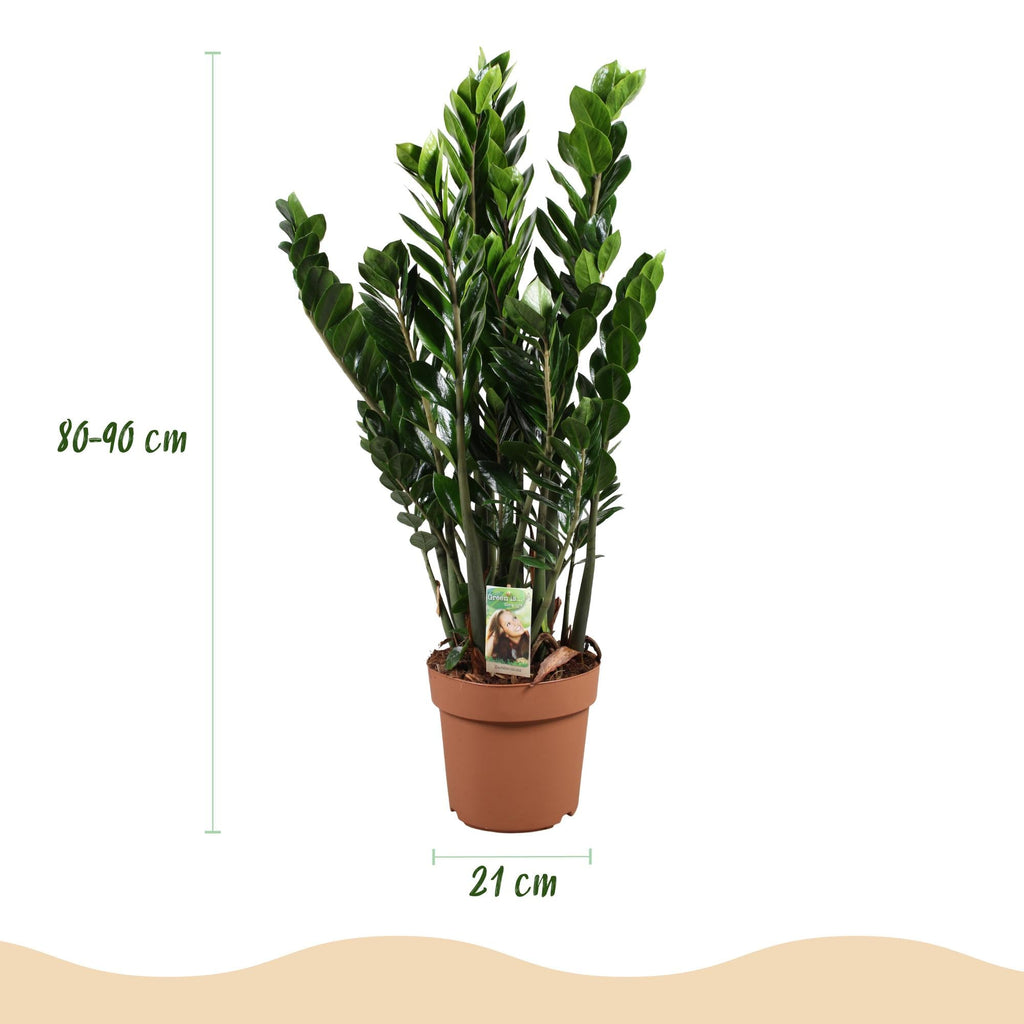 Zamioculcas – ZZ – Pflanze 80-90cm – 21cm – Pflegeleichte robuste Zimmerpflanze – Tiefgrüne glänzende Blätter – Plant