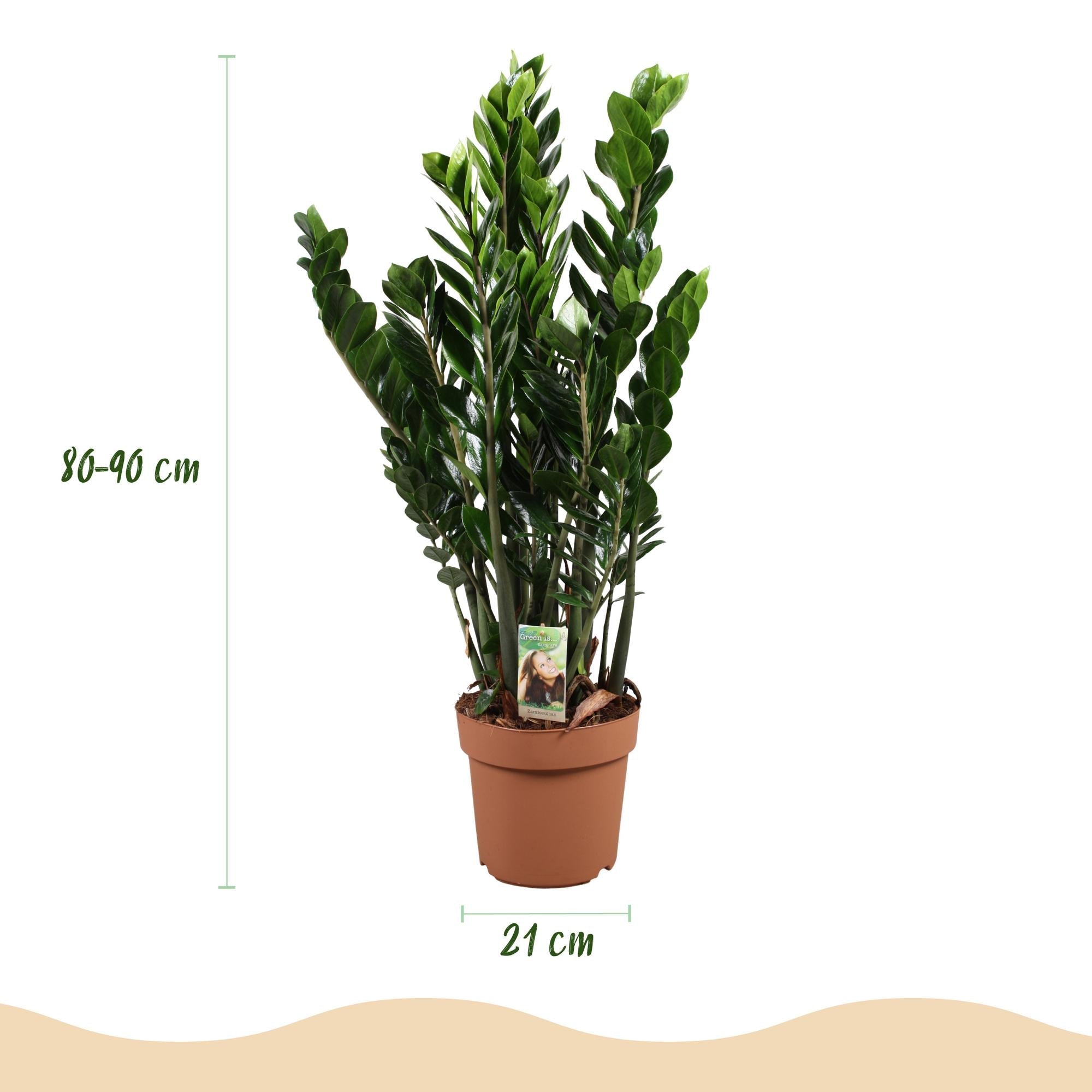 Zamioculcas – ZZ – Pflanze 80-90cm – 21cm – Pflegeleichte robuste Zimmerpflanze – Tiefgrüne glänzende Blätter – Plant