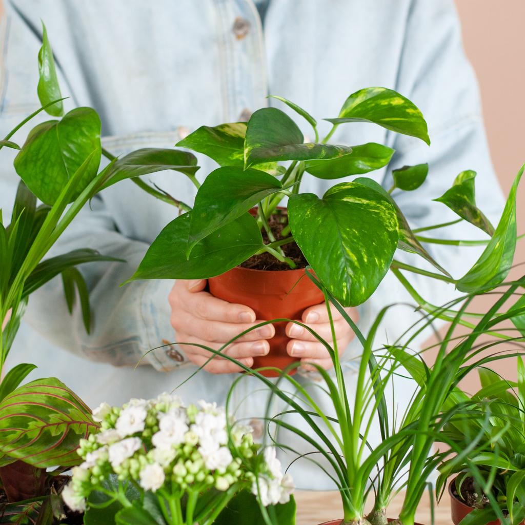 Zimmerpflanzen 6er Set – Save Me Box – Überraschungs – Zimmerpflanzen – Pflegeleicht & Vielseitig – Plant
