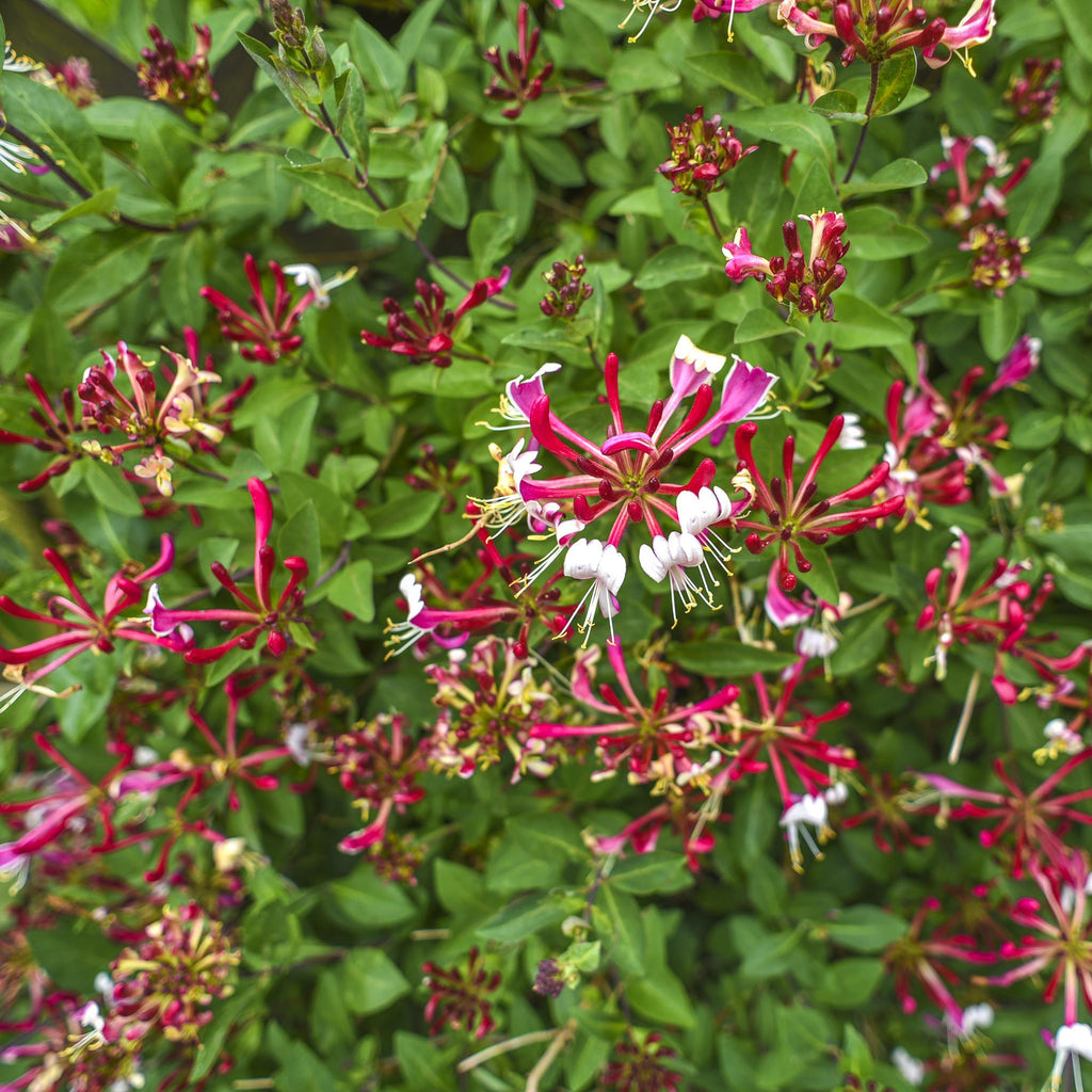 Kletterpflanze Lonicera Serotina – Rosa – Weiße Blüten – Spätsommerblüte – 2 Pflanzen – 11cm x H40cm – Winterhart & Pflegeleicht – Plant