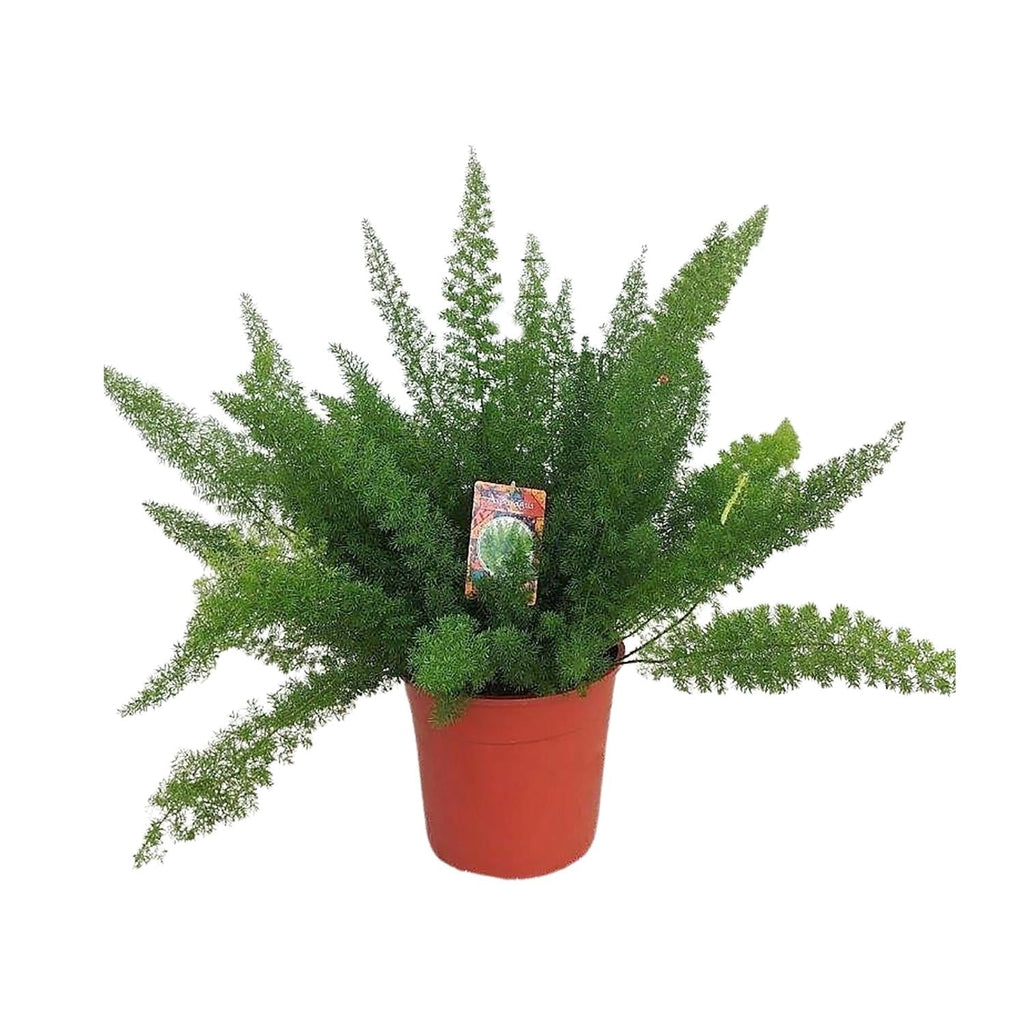 Spargelfarn – Asparagus Densiflorus 'Meyeri' – Zimmerpflanze – Luftreinigend – Ø27cm – ↕60cm – Pflegeleicht & dekorativ – Ideal für Halbschatten – Plant