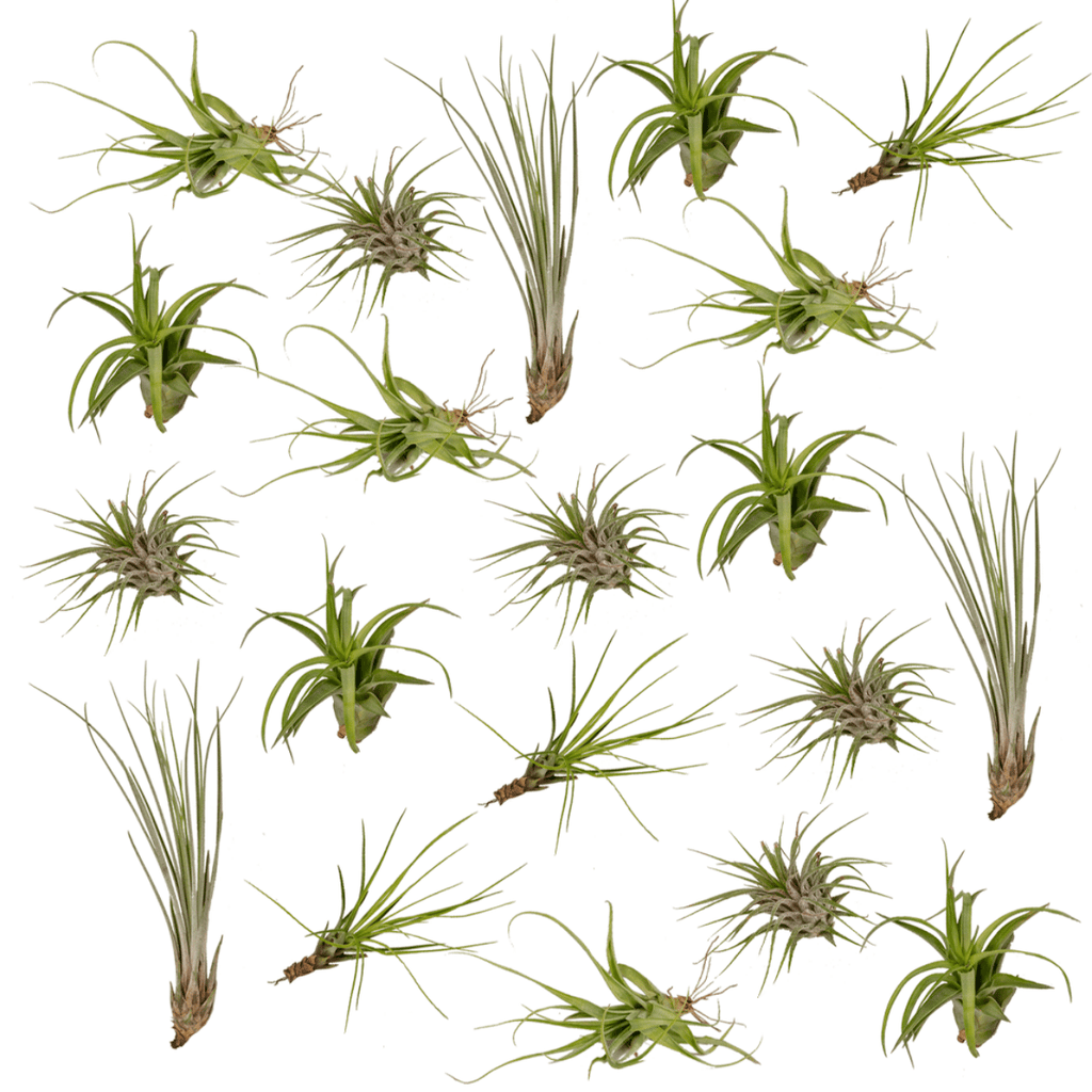 Tillandsia Air Mix – 20 Stück Luftpflanzen – Ø6cm – ca. 6cm hoch – Pflegeleichte Tillandsien – Mischung – Erdlos & dekorativ – Für kreative Wohnideen – Plant