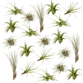 Tillandsia Air Mix – 20 Stück Luftpflanzen – Ø6cm – ca. 6cm hoch – Pflegeleichte Tillandsien – Mischung – Erdlos & dekorativ – Für kreative Wohnideen – Plant