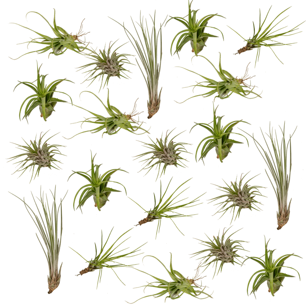 Tillandsia Air Mix – 20 Stück Luftpflanzen – Ø6cm – ca. 6cm hoch – Pflegeleichte Tillandsien – Mischung – Erdlos & dekorativ – Für kreative Wohnideen – Plant