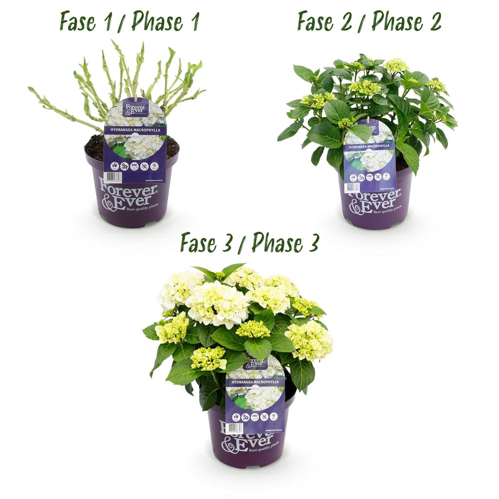 Hortensie Hydrangea macrophylla Forever & Ever Weiß – Balkonpflanze – 7-12 Blüten – Topf 23cm – Höhe 55cm – Pflegeleicht – Für Beet, Terrasse & Balkon – Plant