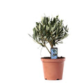 Olivenbaum – Olea europaea – Zimmerpflanze Ø13cm – ca. 21cm hoch – Mediterrane Pflanze – Immergrün & pflegeleicht – Für Wohnzimmer, Balkon & Terrasse – Plant