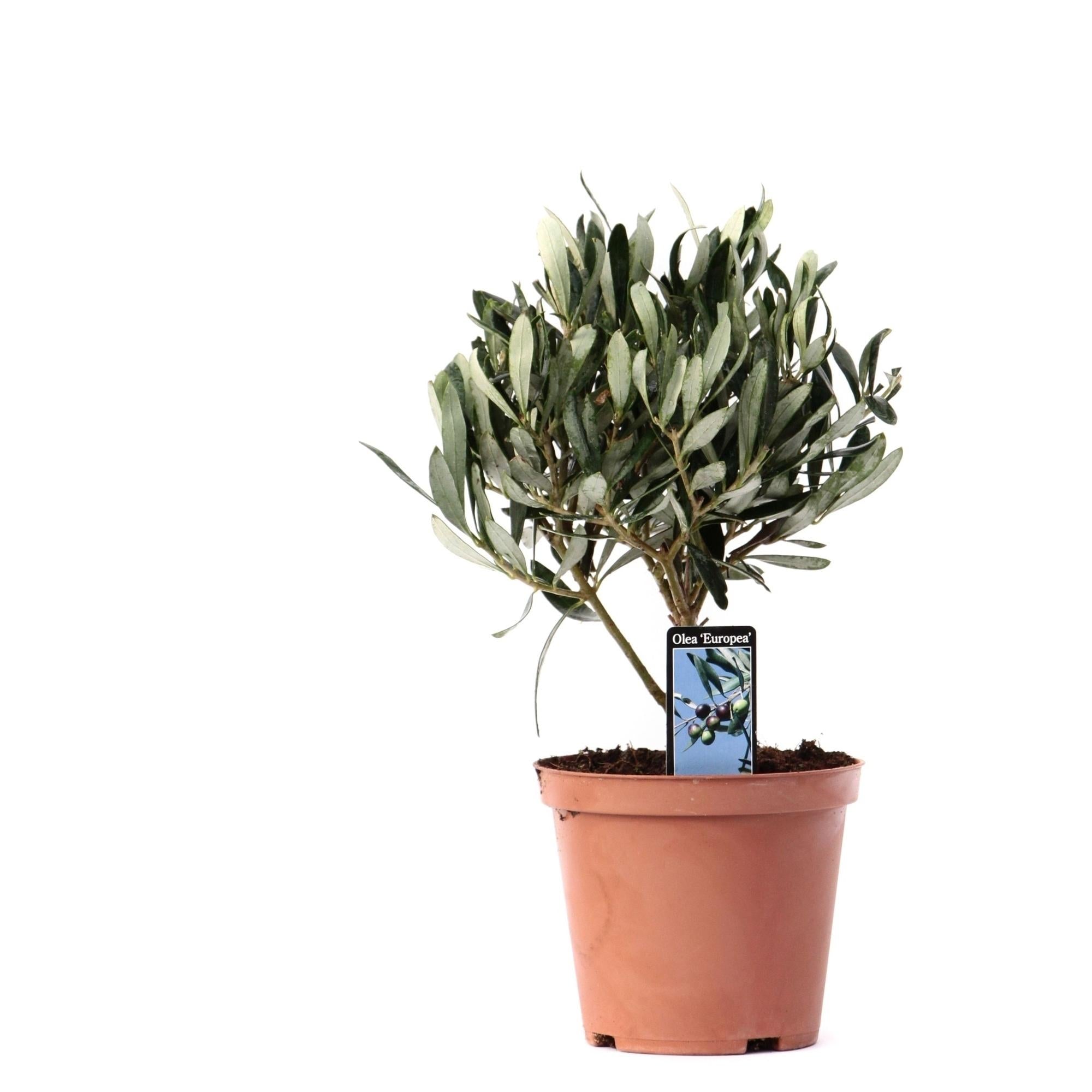 Olivenbaum – Olea europaea – Zimmerpflanze Ø13cm – ca. 21cm hoch – Mediterrane Pflanze – Immergrün & pflegeleicht – Für Wohnzimmer, Balkon & Terrasse – Plant