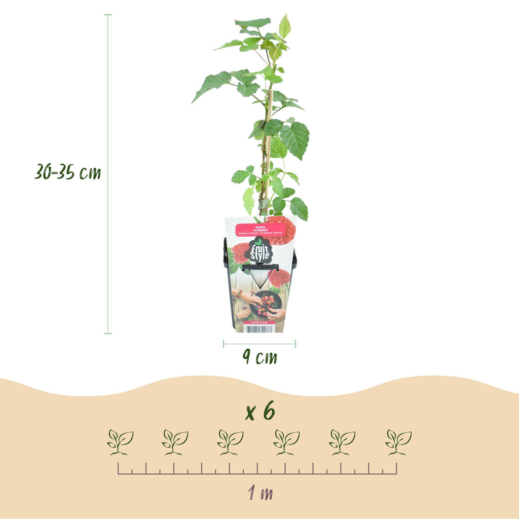 Tayberre Rubus Tayberry winterhart 3 Pflanzen Ø9cm Höhe 30cm – Kreuzung aus Himbeere & Brombeere – Rote Beeren für Garten & Balkon