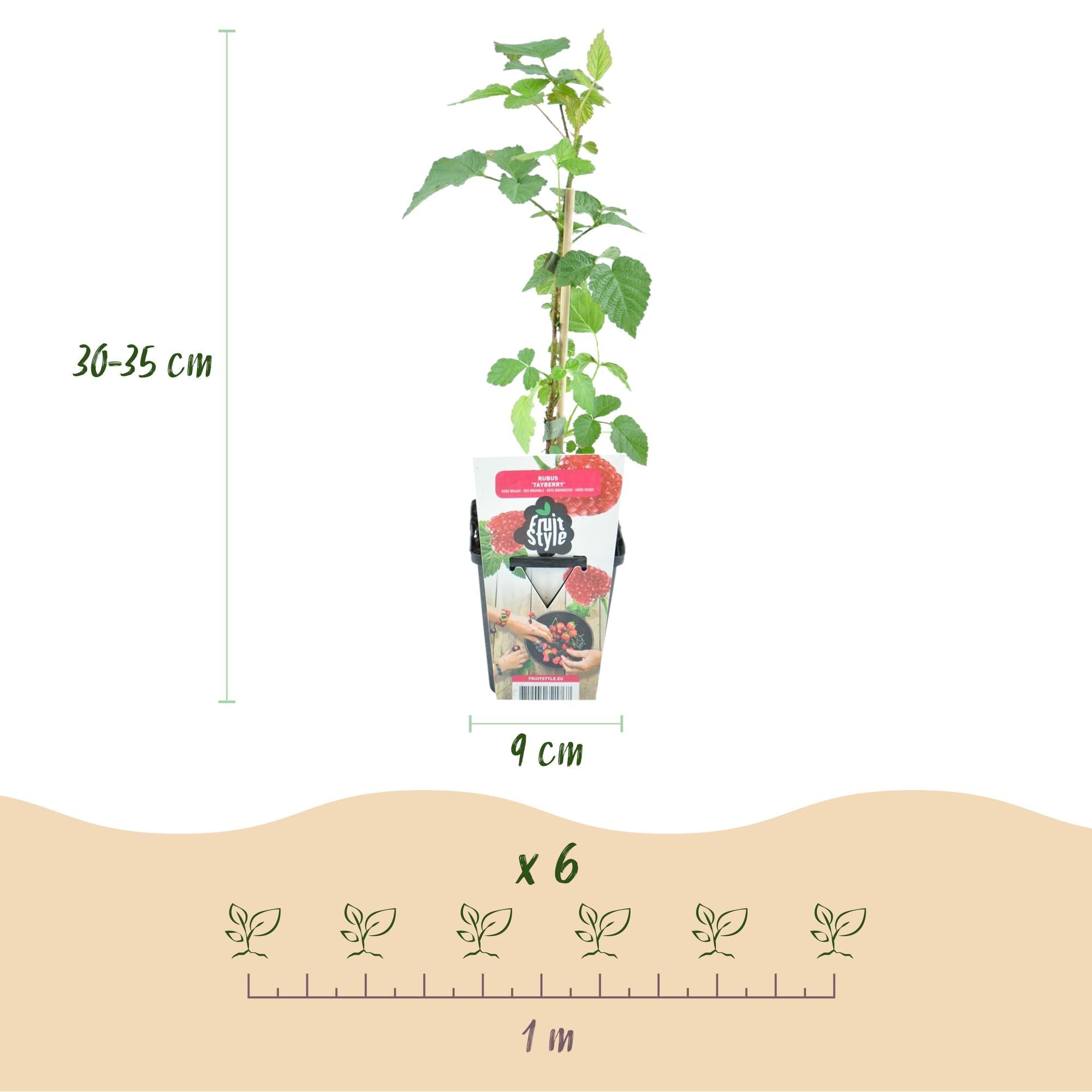 Tayberre Rubus Tayberry winterhart 3 Pflanzen Ø9cm Höhe 30cm – Kreuzung aus Himbeere & Brombeere – Rote Beeren für Garten & Balkon