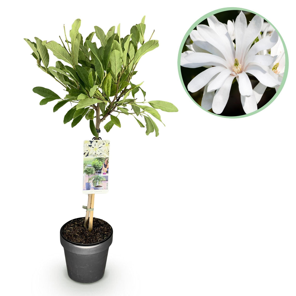 Sternmagnolie Magnolia stellata – 19cm Höhe ca.90cm – Weiß blühend – Laubabwerfend & winterhart – Elegante Magnolie für Beet Balkon Terrasse – Plant