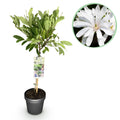 Sternmagnolie Magnolia stellata – 19cm Höhe ca.90cm – Weiß blühend – Laubabwerfend & winterhart – Elegante Magnolie für Beet Balkon Terrasse – Plant