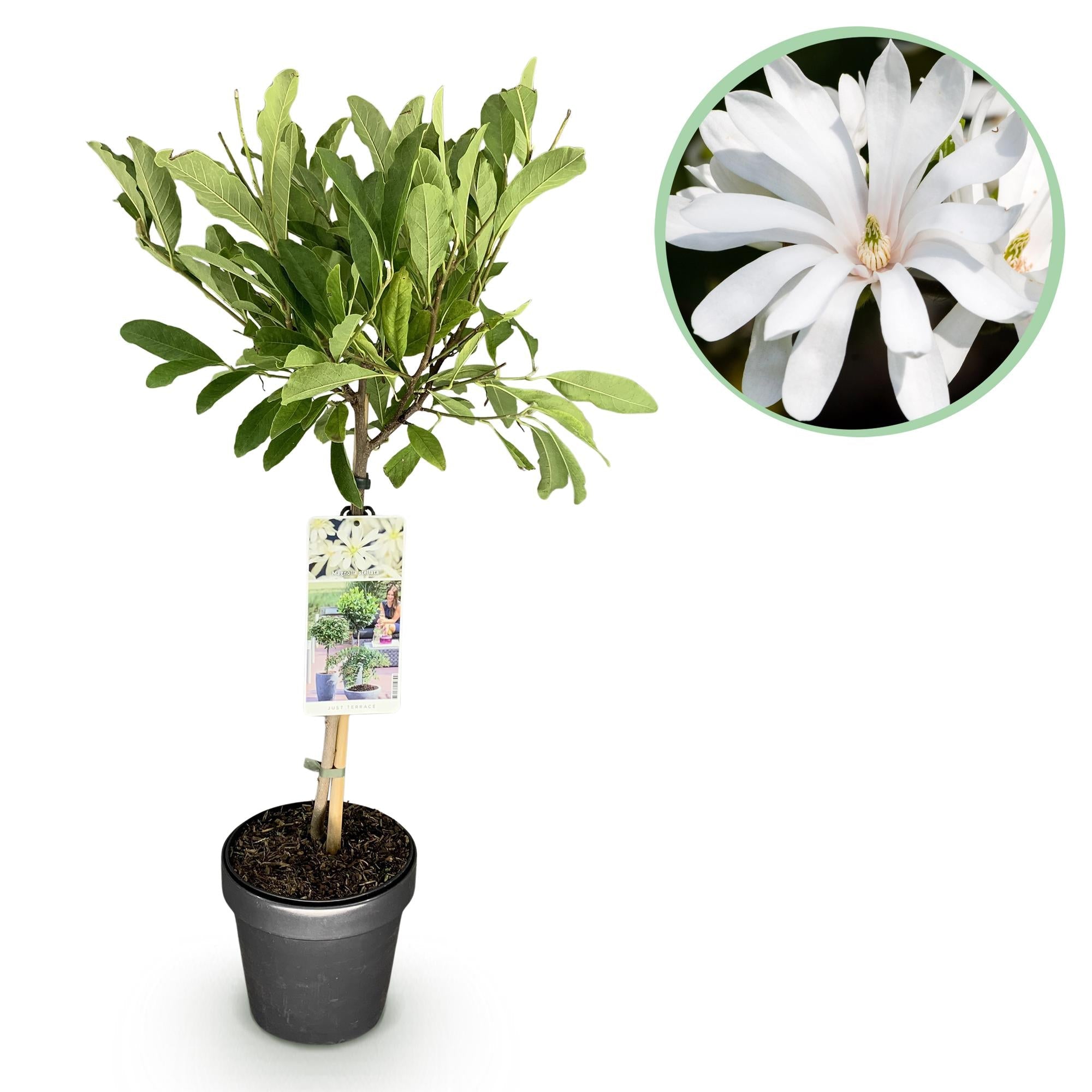 Sternmagnolie Magnolia stellata – 19cm Höhe ca.90cm – Weiß blühend – Laubabwerfend & winterhart – Elegante Magnolie für Beet Balkon Terrasse – Plant