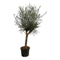 Olivenbaum Olea Lorc – ca. 200cm hoch – Ø45cm – Mediterrane Zimmer – & Gartenpflanze – Immergrün & pflegeleicht – Für sonnige Standorte – Plant